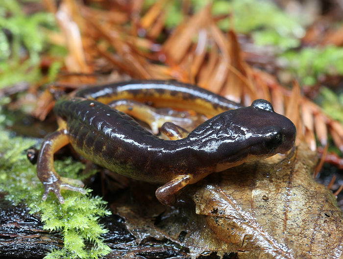 Ensatina